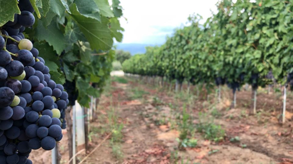 Frascati Wine Road from Rome: Tasting & Lunch - Price and Value: What You’re Really Paying For at $109