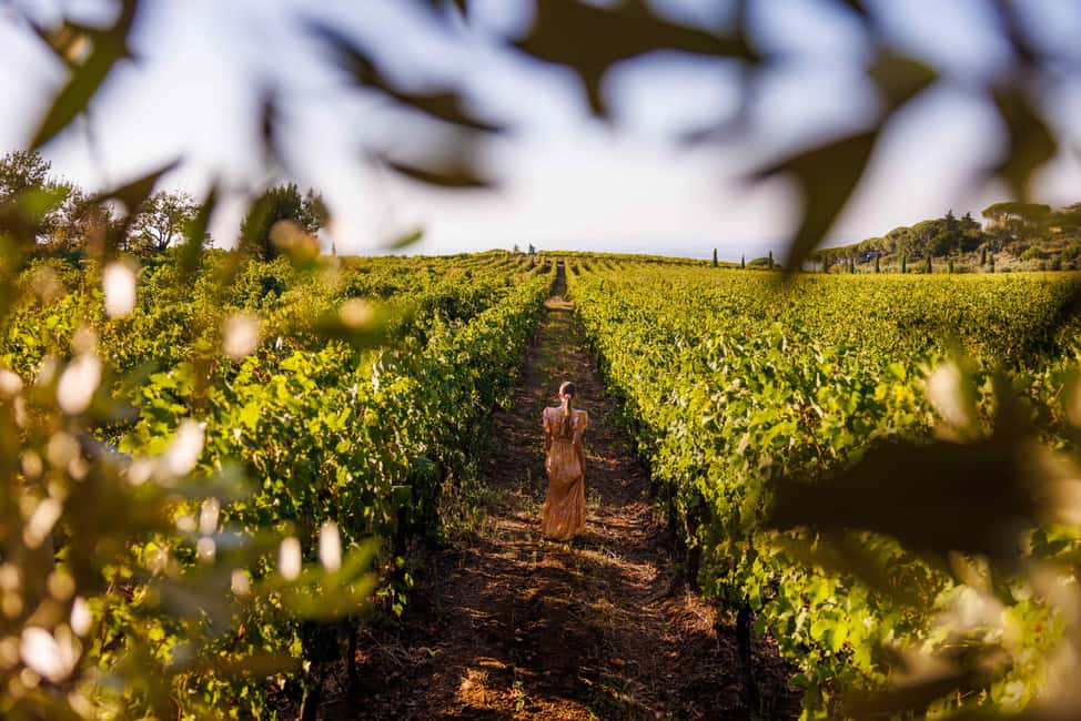 From Rome: Frascati Wine Region Tour with Wine Tasting - A 300-year-old family winery: from photo stop to vineyard walk