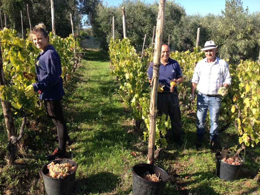 From Rome: Half-Day Frascati Wine Tour with Farmhouse Lunch - Key Highlights Worth Marking on Your Map