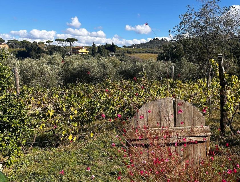 From Rome: Half-Day Frascati Wine Tour with Farmhouse Lunch - The Town Snack and Wine Stop: Why This Small Break Works