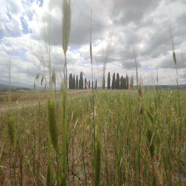From Rome: Private Day-Tour of Tuscany - Pienza time: Renaissance sights and pecorino hunting