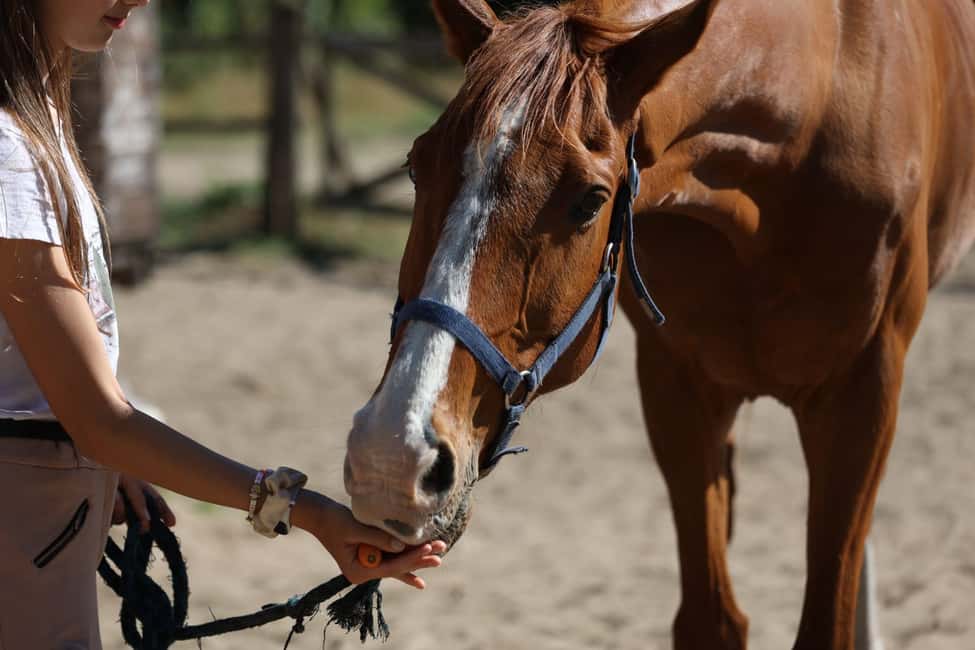 Horse Sanctuary in Rome - The volunteer-feel part: learning each horse’s behaviors