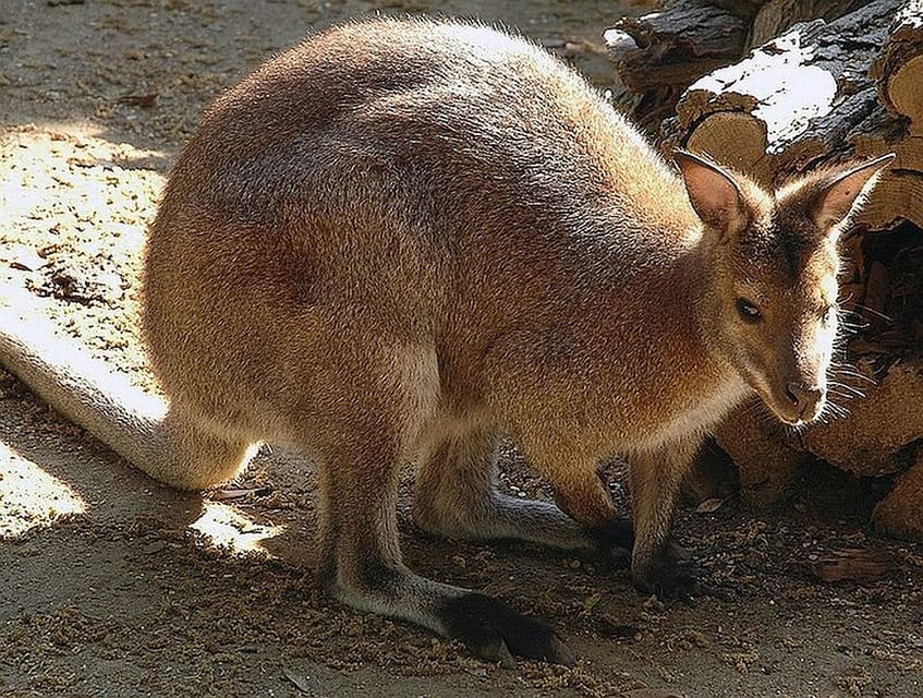 Rome: Bioparco di Roma Zoological Garden Entry Ticket - Key Takeaways Before You Go