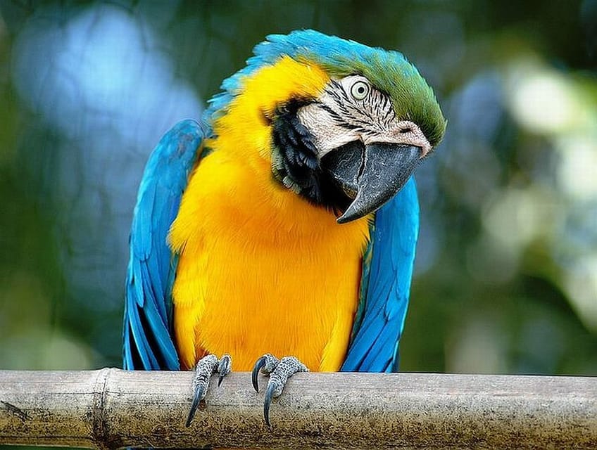 Rome: Bioparco di Roma Zoological Garden Entry Ticket - What You’ll See: Lemurs, Big Cats, Bears, and a Lot of Birds