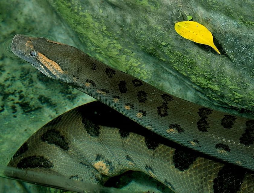 Rome: Bioparco di Roma Zoological Garden Entry Ticket - Conservation and Education: Why Bioparco Isn’t Just Entertainment