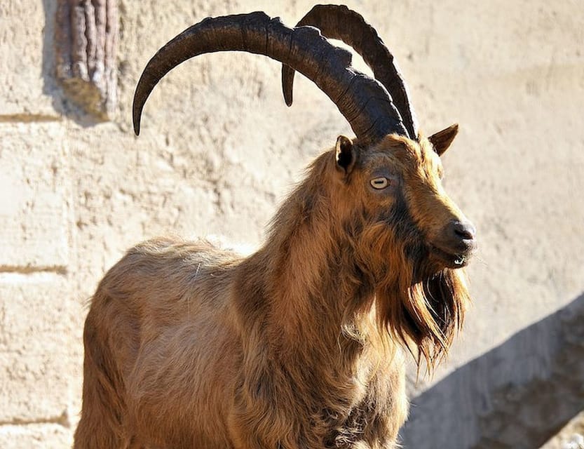 Rome: Bioparco di Roma Zoological Garden Entry Ticket - Planning Your Walk: How Long It Takes and How to Time It