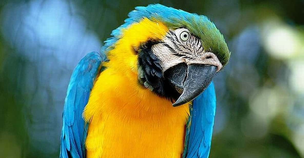 Rome: Bioparco di Roma Zoological Garden Entry Ticket - Animal Care and Enclosures: What Looks Great, What Needs Watching
